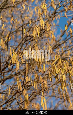 Die Haselnuss (Corylus avellana) männliche Kätzchen im Winter. Stockfoto