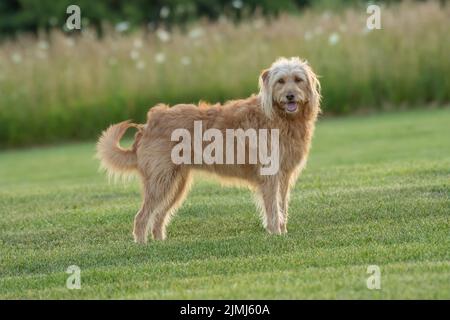 Labradoodle steht wachsam in einem grasbewachsenen Feld Stockfoto