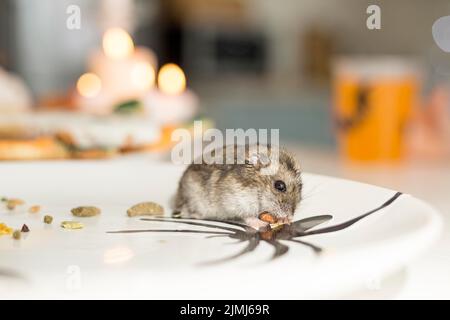 Nahaufnahme Ansicht niedlichen Hamster Platte Stockfoto