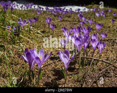 Blühender violetter Crocus heuffelianus (Crocus vernus) Alpenblumen auf dem karpatischen Hochplateau im Frühling, Ukraine. Stockfoto