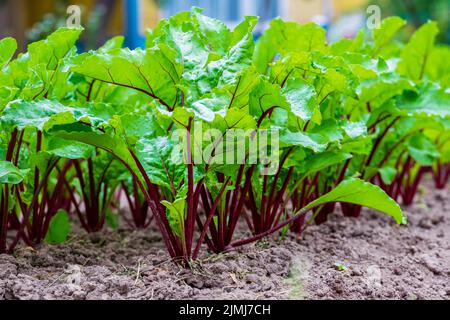 Junge frische Rübenblätter. Rote Beete Pflanzen in einer Reihe aus nächster Nähe Stockfoto