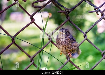 Das Rotstartsücken (Phoenicurus phoenicurus) sitzt auf dem Zaun. Ernsthafter Gesichtsausdruck Stockfoto