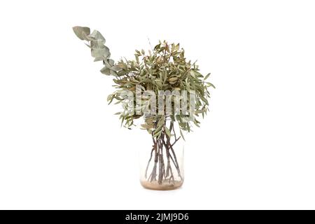 Getrocknete Blüten auf weißem Hintergrund in einer transparenten Vase Stockfoto