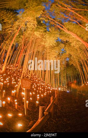 Licht-up von kleinem Durchmesser des Bambushains (kleiner Schreibtisch Burg Wald der Bürger) Stockfoto