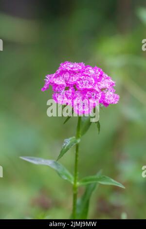 Dianthus barbatus, der süße William, ist eine blühende Pflanze aus der Familie der Caryophyllaceae Stockfoto