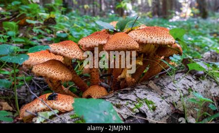 Pholiota squarrosa, allgemein bekannt als die shaggy Scalycap, die shaggy Pholiota Stockfoto