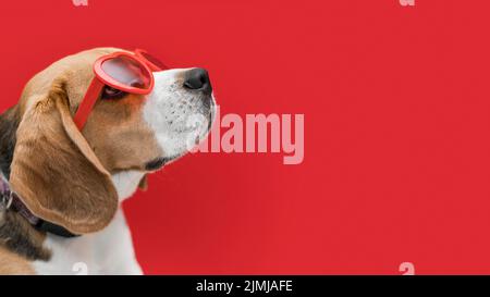 Vorderansicht schöner Hund mit Kopierplatz Stockfoto