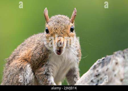 Nahaufnahme eines Ostgrauen Eichhörnchen Stockfoto