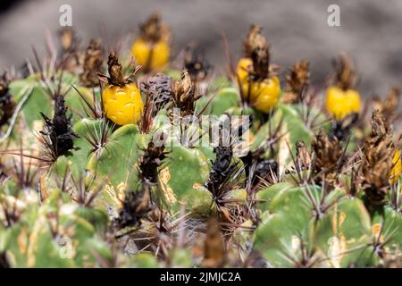 LOS PALMITOS, GRAN CANARIA, SPANIEN - MÄRZ 8 : Kaktus wächst am 8. März 2022 in Los Palmitos, Gran Canaria, Spanien Stockfoto