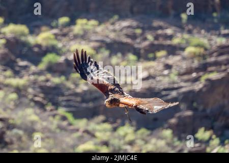 MASPALOMAS, GRAN CANARIA, SPANIEN - MÄRZ 8 :Seeadler im Flug im Palmitos Park, Maspalomas, Gran Canaria, Kanarische Inseln Stockfoto