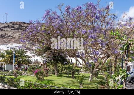 PUERTO DE MOGAN, GRAN CANARIA, SPANIEN - MÄRZ 7 : Blauer Jacaranda blüht in Puerto de Mogan, Gran Canaria, Spanien am 7. März 20 Stockfoto