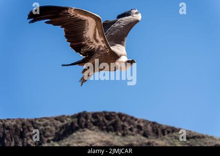 MASPALOMAS, GRAN CANARIA, SPANIEN - MÄRZ 8 : Eurasischer Gänsegeier auf dem Flug im Palmitos Park, Maspalomas, Gran Canaria, Canar Stockfoto