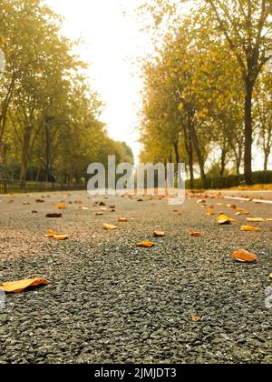 Eine vertikale Aufnahme einer Straße, die mit orangefarbenen und gelben Blättern bedeckt ist und an ihren Seiten Bäume wachsen Stockfoto