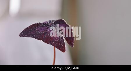 Oxalis purpurea, Oxalis triangularis, natürlicher Hintergrund von lila großen Blättern im Garten Stockfoto