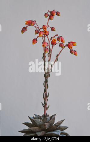 Rosafarbene Blüten der Echeveria purpusorum Sukulente. Ungewöhnlicher Sukkulente Kaktus in trendigen Korallenviolett-Farben. Tropische Korallen Sukulenten Blütenblätter Stockfoto