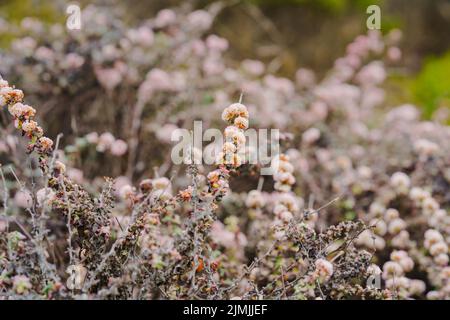 Buchweizen am Meer oder Buchweizen an der Küste am blühenden Strand, Zentralküste von Kalifornien. Eriogonum latifolium stammt aus der westlichen Küste Stockfoto