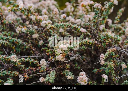 Buchweizen am Meer oder Buchweizen an der Küste am blühenden Strand, Zentralküste von Kalifornien. Eriogonum latifolium stammt aus der westlichen Küste Stockfoto