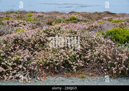 Buchweizen am Meer oder Buchweizen an der Küste am blühenden Strand, Zentralküste von Kalifornien. Eriogonum latifolium stammt aus der westlichen Küste Stockfoto