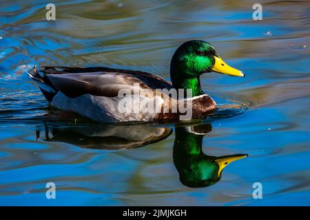 Ein großer brauner Mallard in Tucson, Arizona Stockfoto