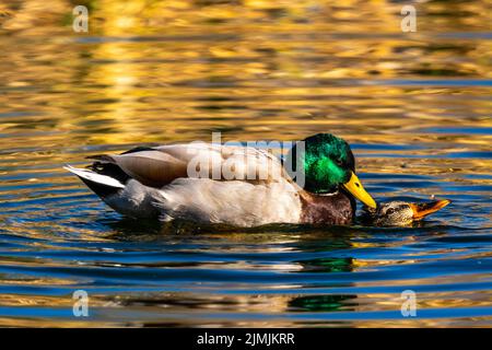 Ein großer brauner Mallard in Tucson, Arizona Stockfoto