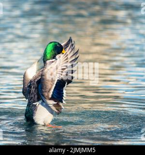 Mallard Duck streckt seine Flügel, während er sich auf dem Wasser ausruht Stockfoto