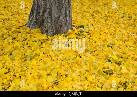 Herbstliche Ginkgo-Blätter Stockfoto