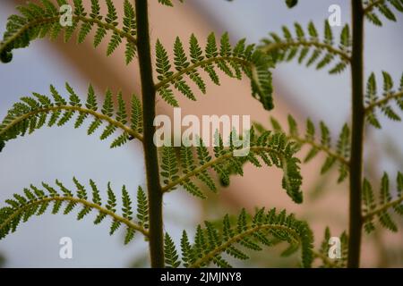 Eine grüne Farnrebe mit Bokeh Hintergrund Stockfoto