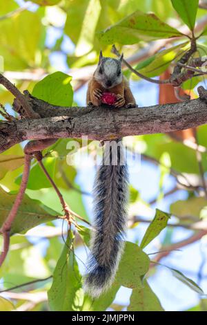 Buntes Eichhörnchen, Sciurus variegatoides Stockfoto