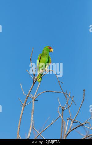 amazonas mit weißer Fassade, Amazona albifrons, Costa Rica Stockfoto