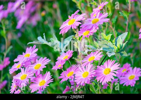 Astern. Helle Herbstblumen Stockfoto