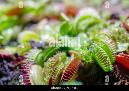 Fleischfressende Raubpflanze Venusfliegenfalle - Dionaea muscipula. Stockfoto