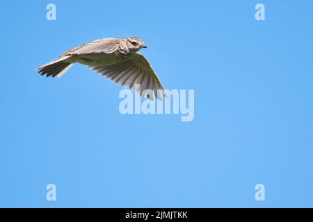 Eurasische Lerche fliegt Stockfoto
