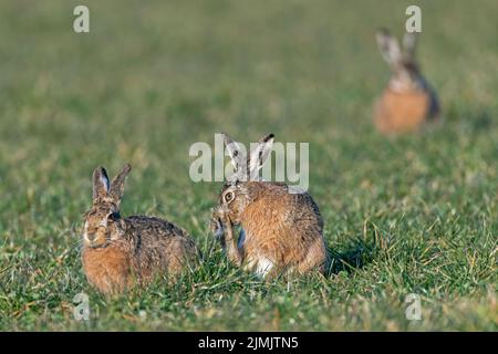 Angespannte Ruhe zwischen Buck und weiblichem europäischem Hase / Lepus europaeus Stockfoto