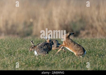 Bei einer wilden kursorischen Jagd umkreisen die männlichen europäischen Hasen das Weibchen Stockfoto