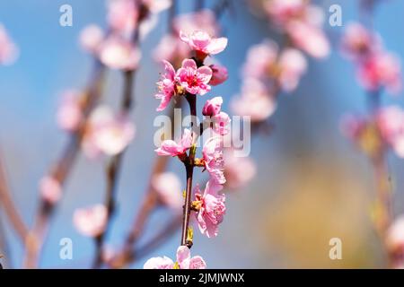 Schöne rosa Pfirsichblüten in einem Garten . Stockfoto