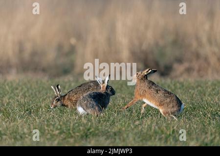 Die männlichen europäischen Hasen sorgen für kursoriale Jagd untereinander Stockfoto