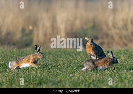 Bei einer wilden kursorischen Jagd umkreisen die männlichen europäischen Hasen das Weibchen Stockfoto