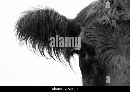 Angus-Rindskuh aus Neuseeland. Nahaufnahme von Auge und Kopf in Schwarz und Weiß. Stockfoto