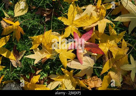 Blätter eines amerikanischen Süßgummibaums, Liquidambar styraciflua im Herbst auf dem Boden Stockfoto