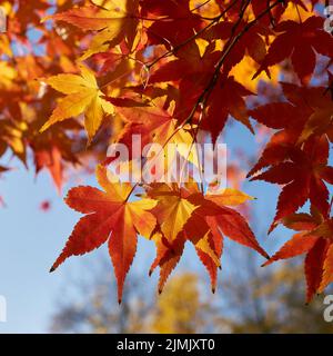 Japanischer Ahorn, Acer palmatum mit heller Färbung in einem Park im Herbst Stockfoto