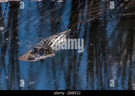 Ein amerikanischer Alligator patrouilliert am 26. Oktober 2020 auf dem Feuchtgebiet im Meaher State Park in der Nähe von Mobile, Alabama. Stockfoto