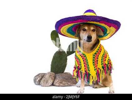 Porträt eines Hundes in mexikanischer Kleidung Stockfoto