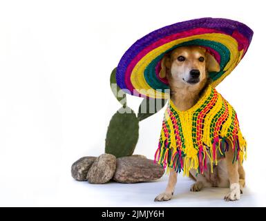 Porträt eines Hundes in mexikanischer Kleidung Stockfoto