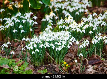 Schneeglöckchen - Galanthus nivalis Stockfoto