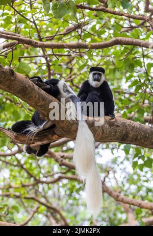 Monkey Colobus guereza, Äthiopien, Afrika Tierwelt Stockfoto