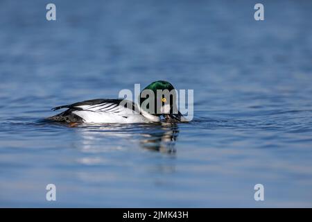 Ein gewöhnlicher Goldeneye mit abgefärbter Uferkrabbe / Bucephala clangula Stockfoto