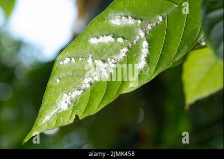 Pilze auf dem Blatt Nahaufnahme. Weißes Pulver auf Blatt Stockfoto