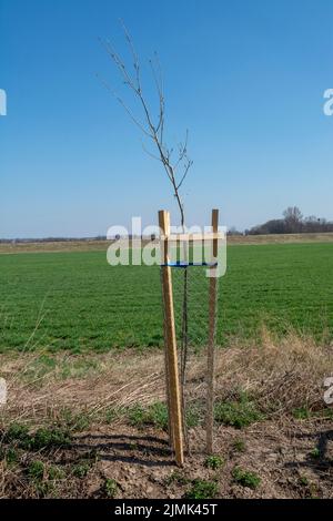 Netzbaummütze schützen jungen Baum vor Schäden durch die Tierwelt. Sämling oder Pflanzling mit Metalldraht-Schutzgitter eingezäunt. Stockfoto