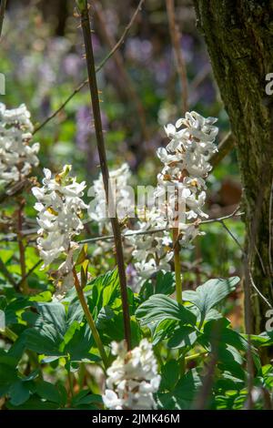 Weiße Blüten von Hollowroot im Wald. Blühender Corydalis Cava im Frühling. Stockfoto