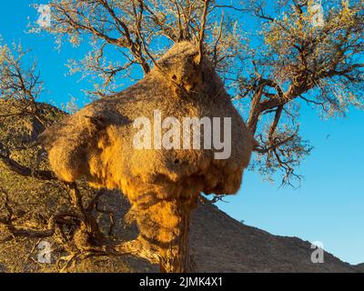 Kameldornbaum (Vachellia erioloba) mit einem großen Webervogelnest im Kulala Wilderness Reserve am Rande der Namib-Wüste Stockfoto